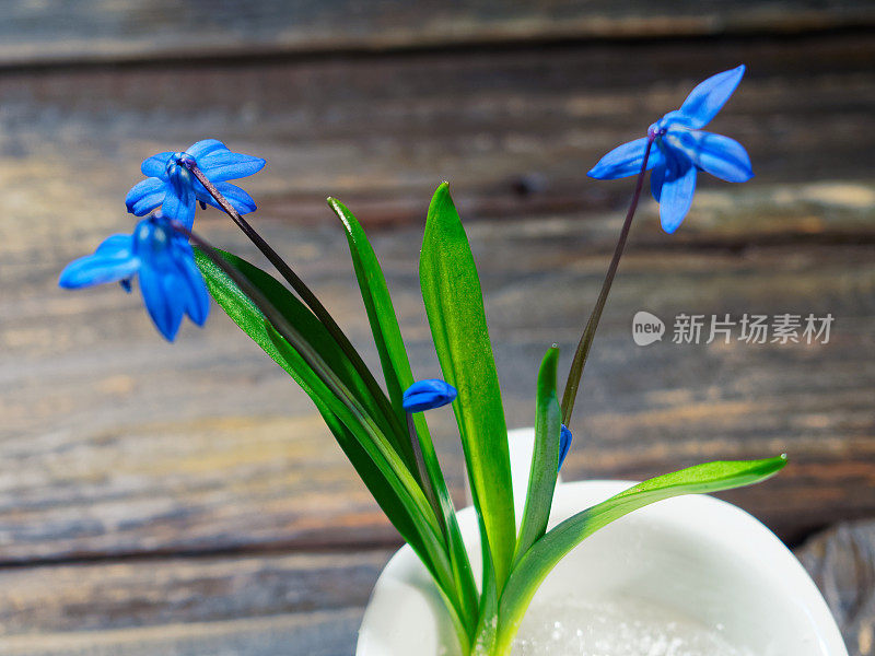 黑色的仍然有蓝色的花(scilla siberica)